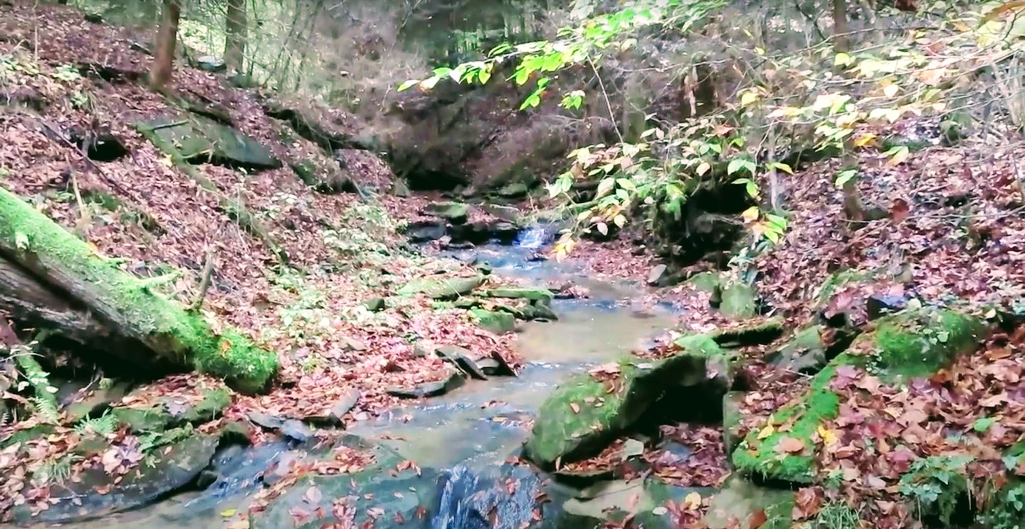 A Return to the Brown Bridge & Loss of an On-Trail Favorite.