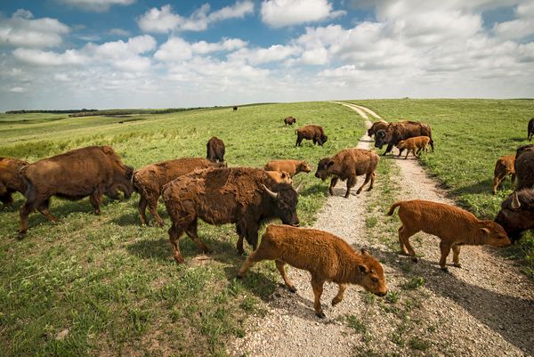 A Bison Roaming Reroute